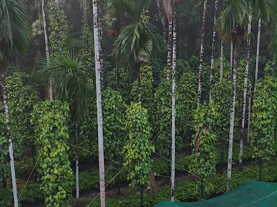 Plant Display Area 2